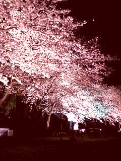 夜桜２.jpg