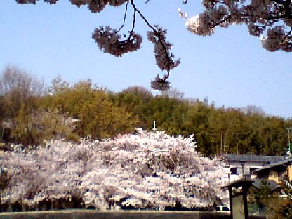 実家前桜.jpg