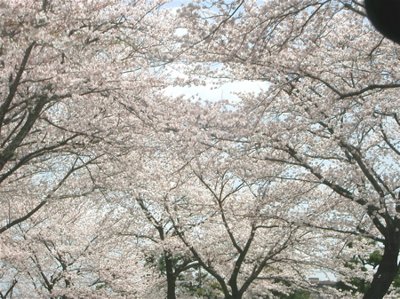 2010:04:10中山桜２.jpg