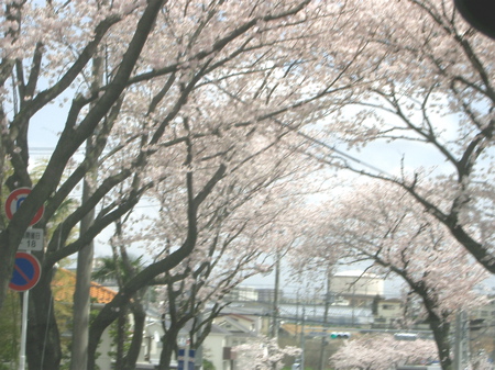 2010:04:10中山桜３.jpg