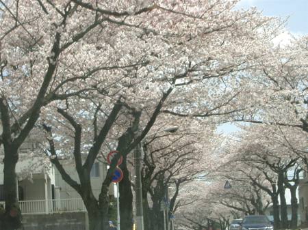 2010:04:10中山桜４.jpg