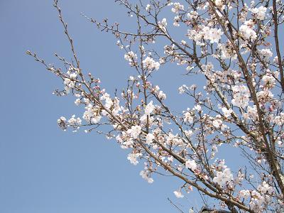桜の公園へ