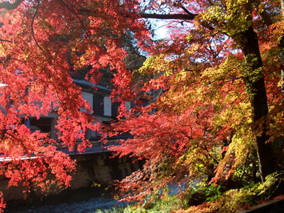 高尾山2011紅葉２　トイレ横２