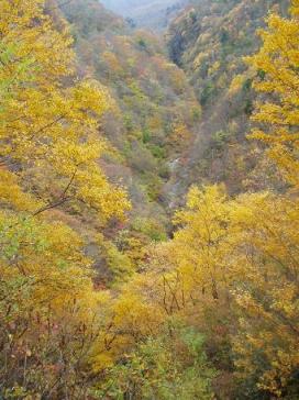谷川と黄の葉.JPG