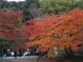 ＠＠高台寺で一番きれいな紅葉の木.JPG