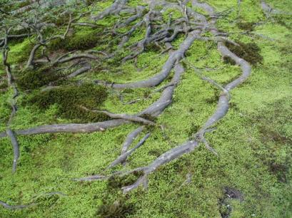 苔と木の根.JPG