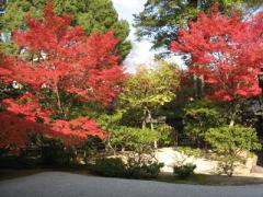 建仁寺庭園の紅葉.JPG