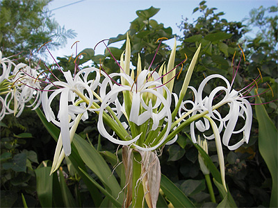 朝の花