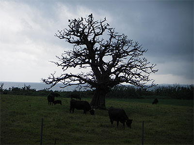 八重山080602_7カラスの木