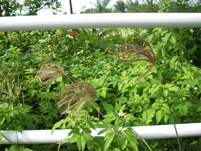 小浜島の植物