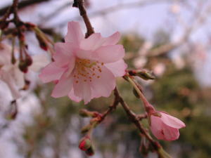 十月桜