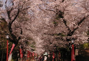 DSCN3707 桜並木.jpg