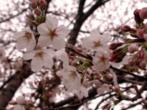 DSCN3339桜.jpg