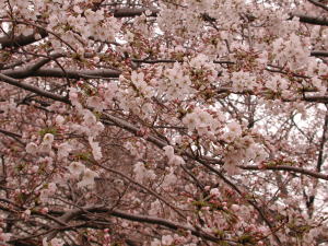 DSCN3341桜.jpg