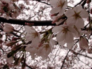 DSCN3348桜.jpg