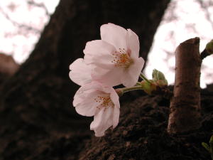 DSCN3353桜.jpg