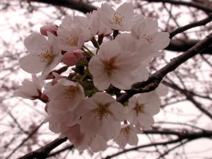 DSCN3346桜.jpg
