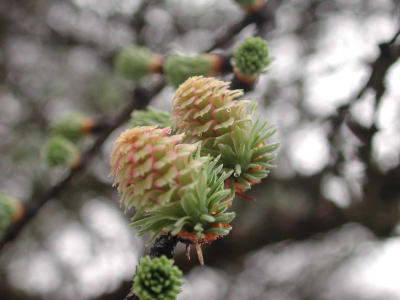 カラマツの雌花