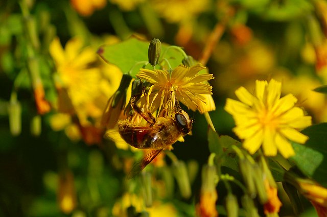 ヤクシソウと蜂