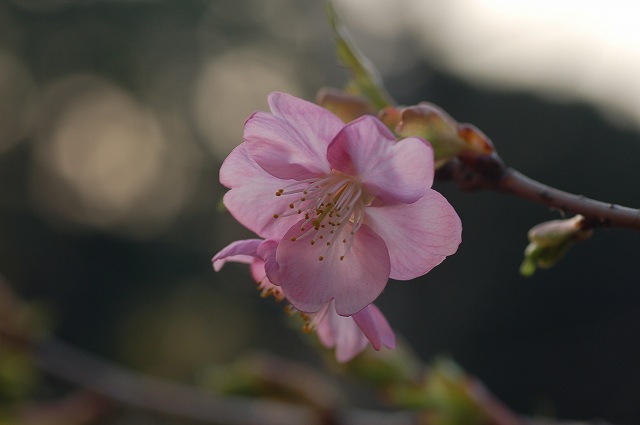 桜咲く 026.jpg