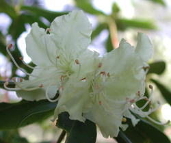 DSCN6517 ヒカゲツツジ.JPG