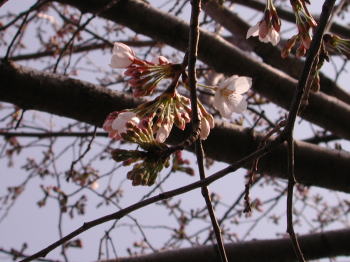 桜の開花