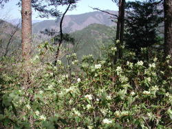 Dscn6543ヒカゲツツジ・坪山1.jpg