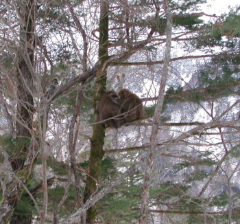 お猿さんが木の上で