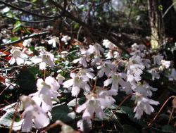 DSCN6544 イワウチワ群生.JPG