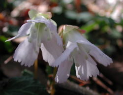 DSCN6547 イワウチワ.jpg