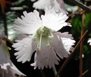 DSCN6556 イワウチワ.jpg