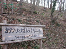 カタクリとオオムラサキの林