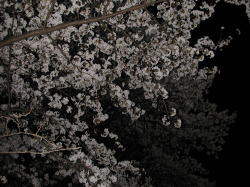 箱根山の夜桜