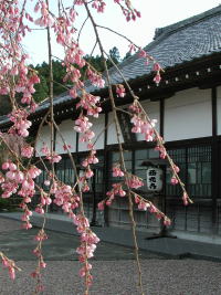  西光寺のしだれ桜