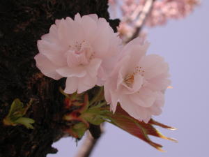 DSCN4117桜.jpg