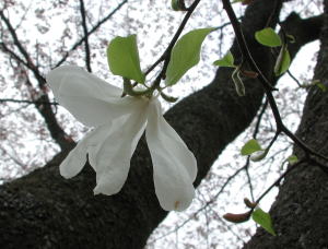 コブシの花