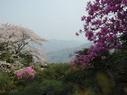 宝登山のツツジと桜