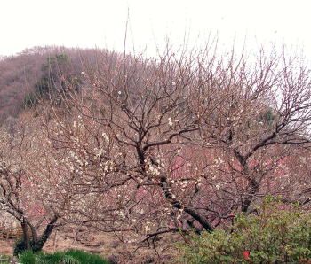 湯河原梅林