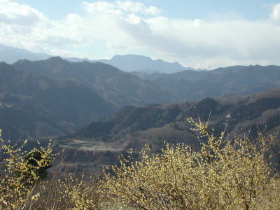 両神山と蝋梅