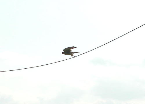 DSCN0001 何の鳥？.jpg