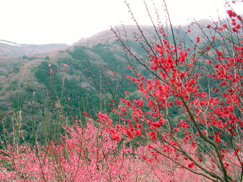 紅梅