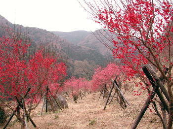 紅梅