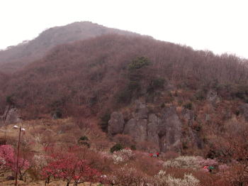 湯河原梅林