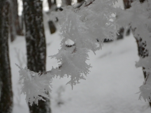 雪の花が咲いています.jpg
