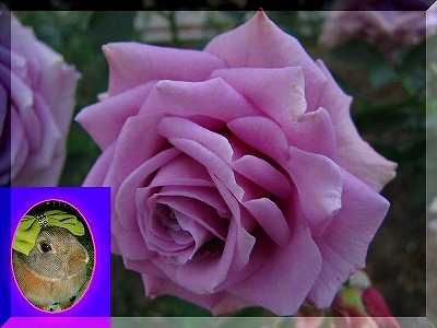 こちらは「スウィートムーン」という名の”紫の薔薇”でございます♪