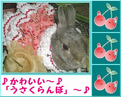 ♪かわいい～♪「うさくらんぼ」～♪