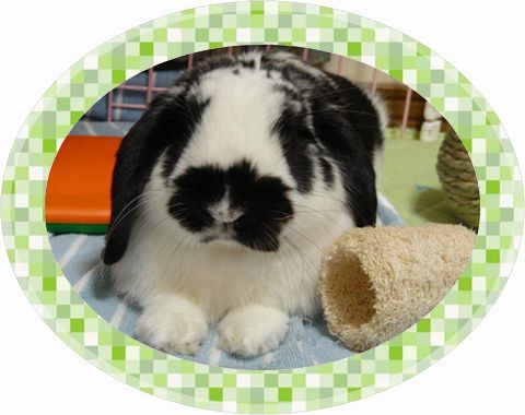 桃缶 おトイレ覚えてくれて助かった 記念企画 ゲッターさま 「ぴょんくん☆」