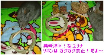 2006 クリスマス☆ こはるん から の 贈り物 「 がじがじ! 」