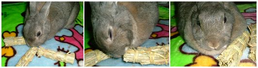 2006 クリスマス☆ ポルテちゃん から の 贈り物 : 美味しい~♪