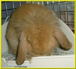 仲良くしてくださいまし～（ぺこり